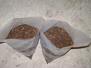 カブトの糞です・・・