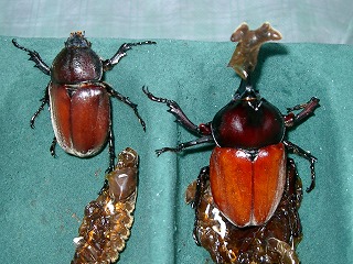 小さい♂小さい♀です