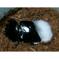 アンタエウス♀