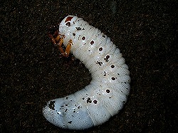 エクアトリアヌス