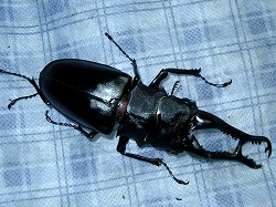 大きいのに・・