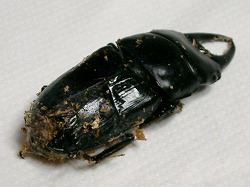 ヒペリオン★に・・